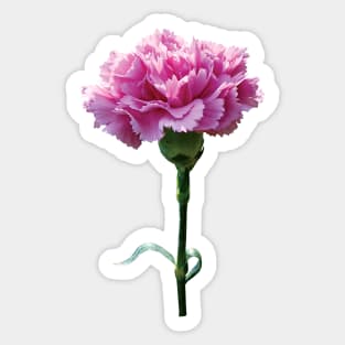 Carnations - One Pink Carnation Sticker